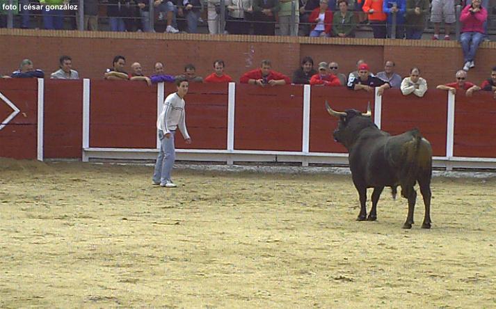 foto de los novillos